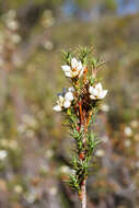 Image of Richea