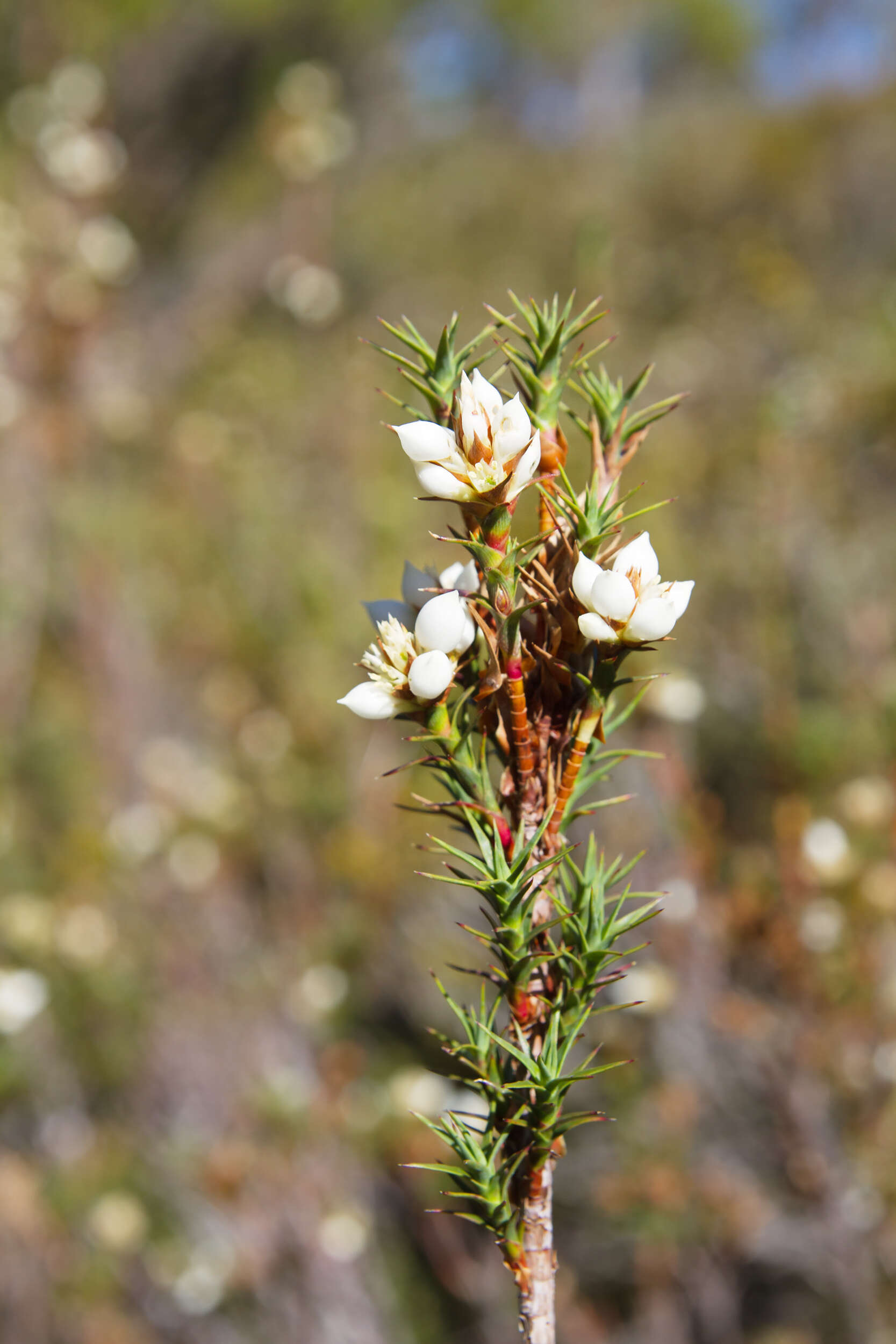 Image of Richea