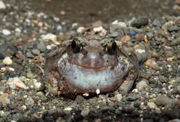 Image of Burrowing frog