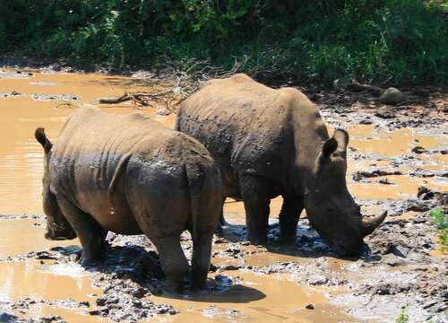 Image of Grass Rhinoceros