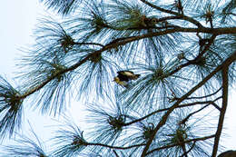 Image of White-headed Woodpecker