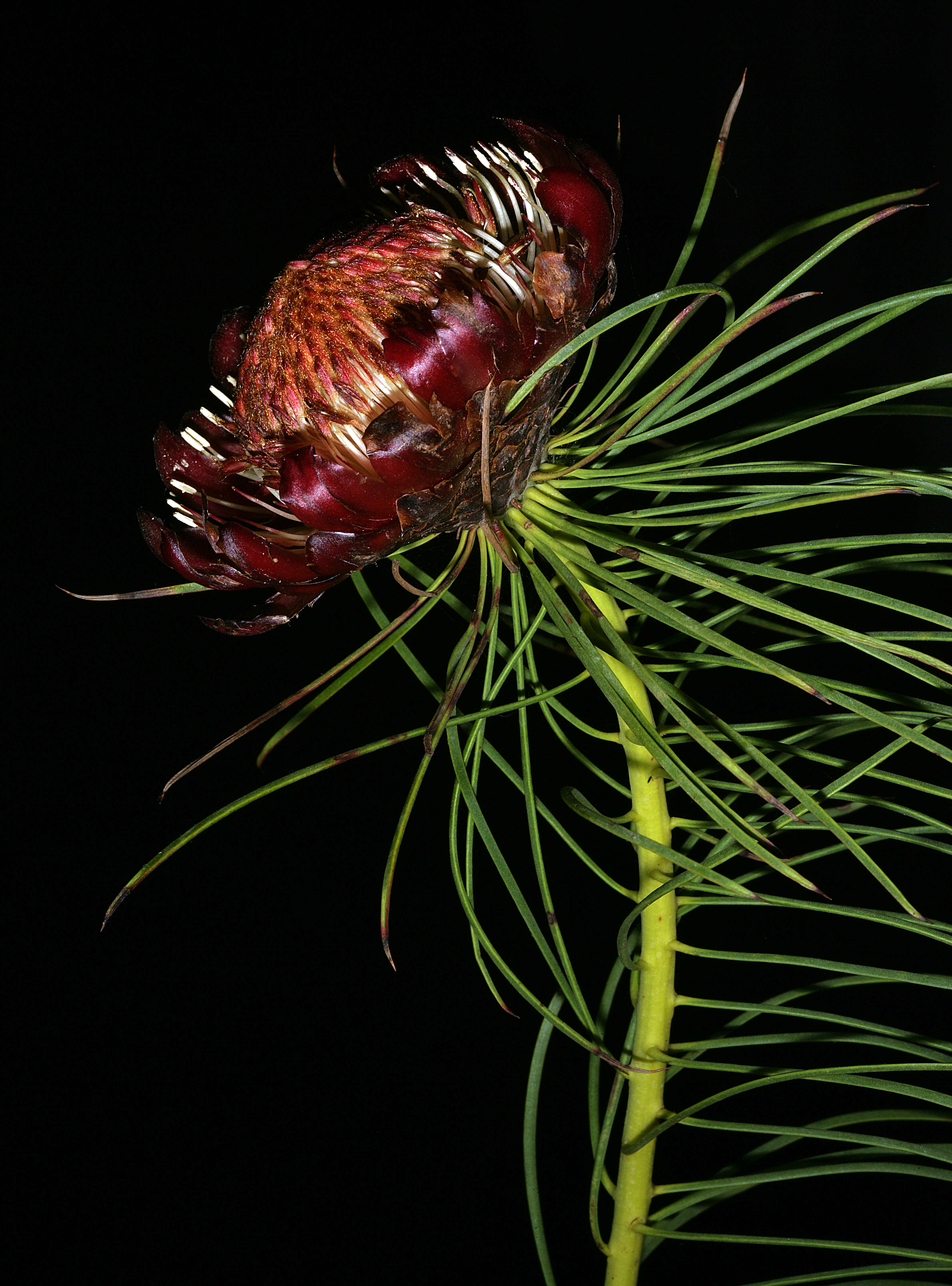 Image of Protea pityphylla Phillips