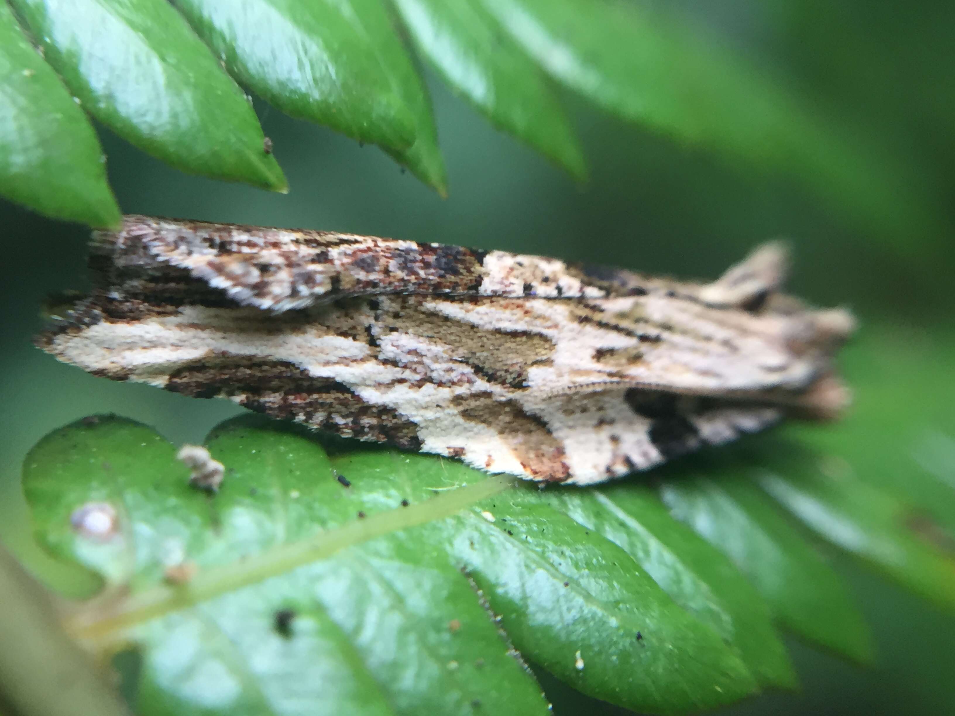 Image of brindled bell moth