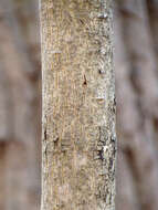 Image of Norway Maple