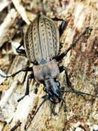 Image of Granulated Carabid