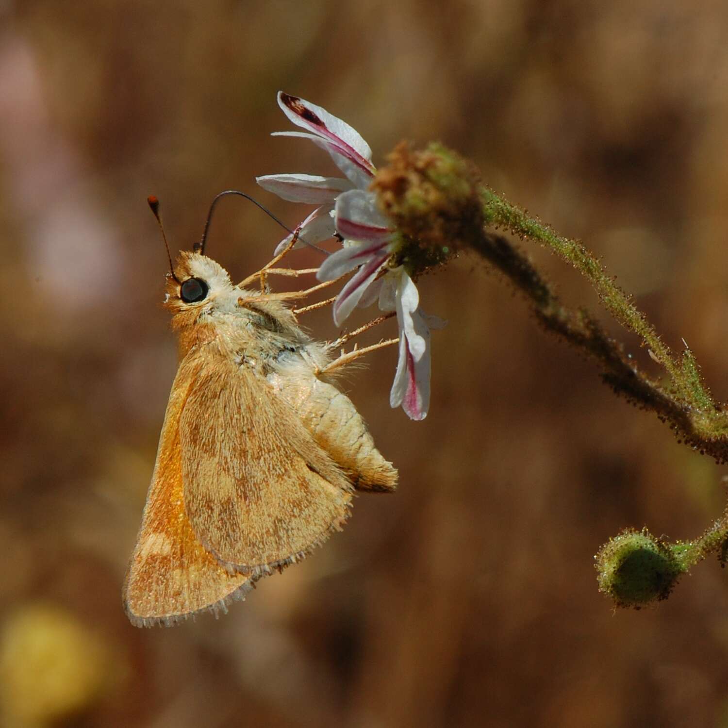 Ochlodes sylvanoides Boisduval 1852 resmi