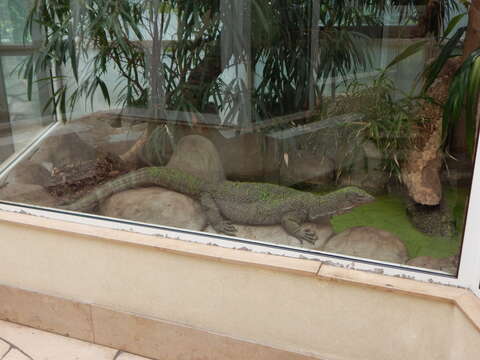 Image of Mangrove Goanna