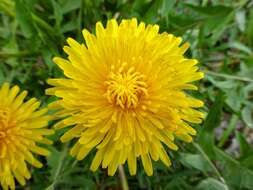 Image of Common Dandelion