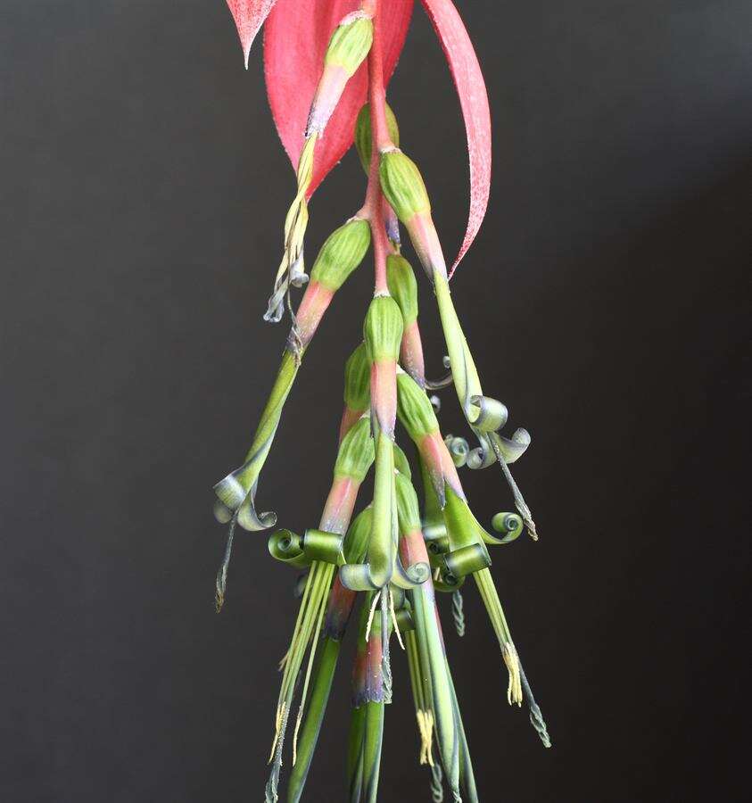 Image of Billbergia windii Baker