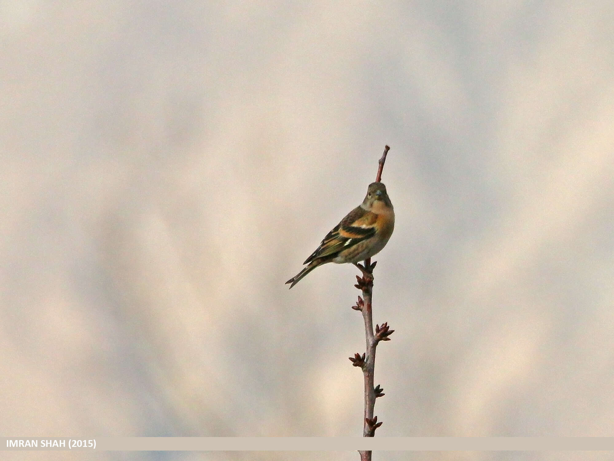 Image of Brambling