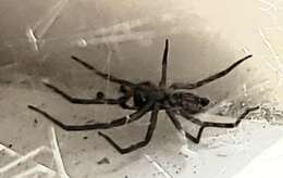 Image of Desid spider