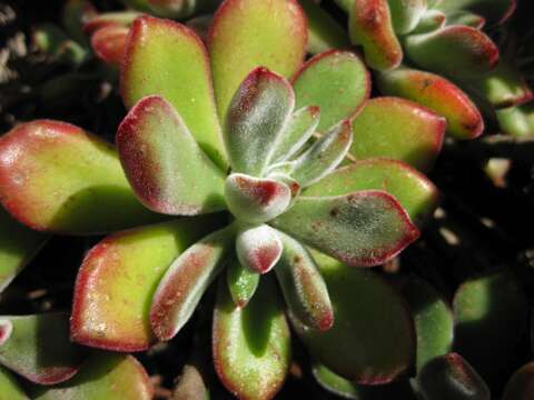 Image of Echeveria pulvinata Rose