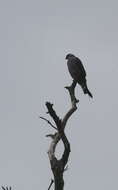 Image of Plumbeous Kite