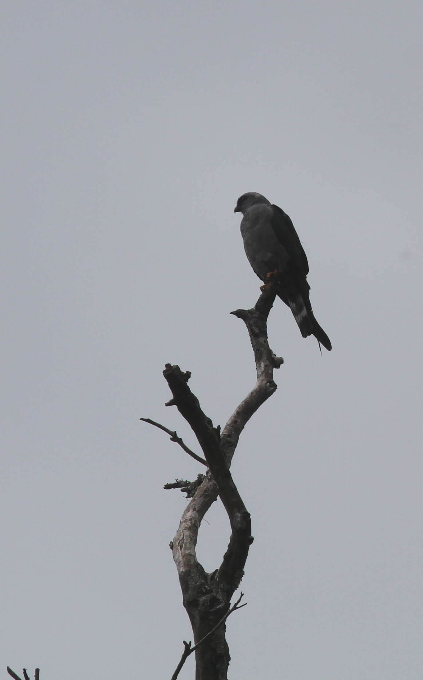 Image of Plumbeous Kite