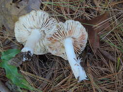 Imagem de Tricholoma orirubens Quél. 1872