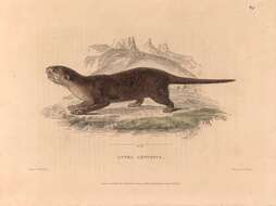 Слика од Amblonyx Rafinesque 1832