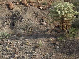 Image de Cylindropuntia bigelovii (Engelm.) F. M. Knuth