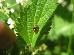 Image of Liocoris