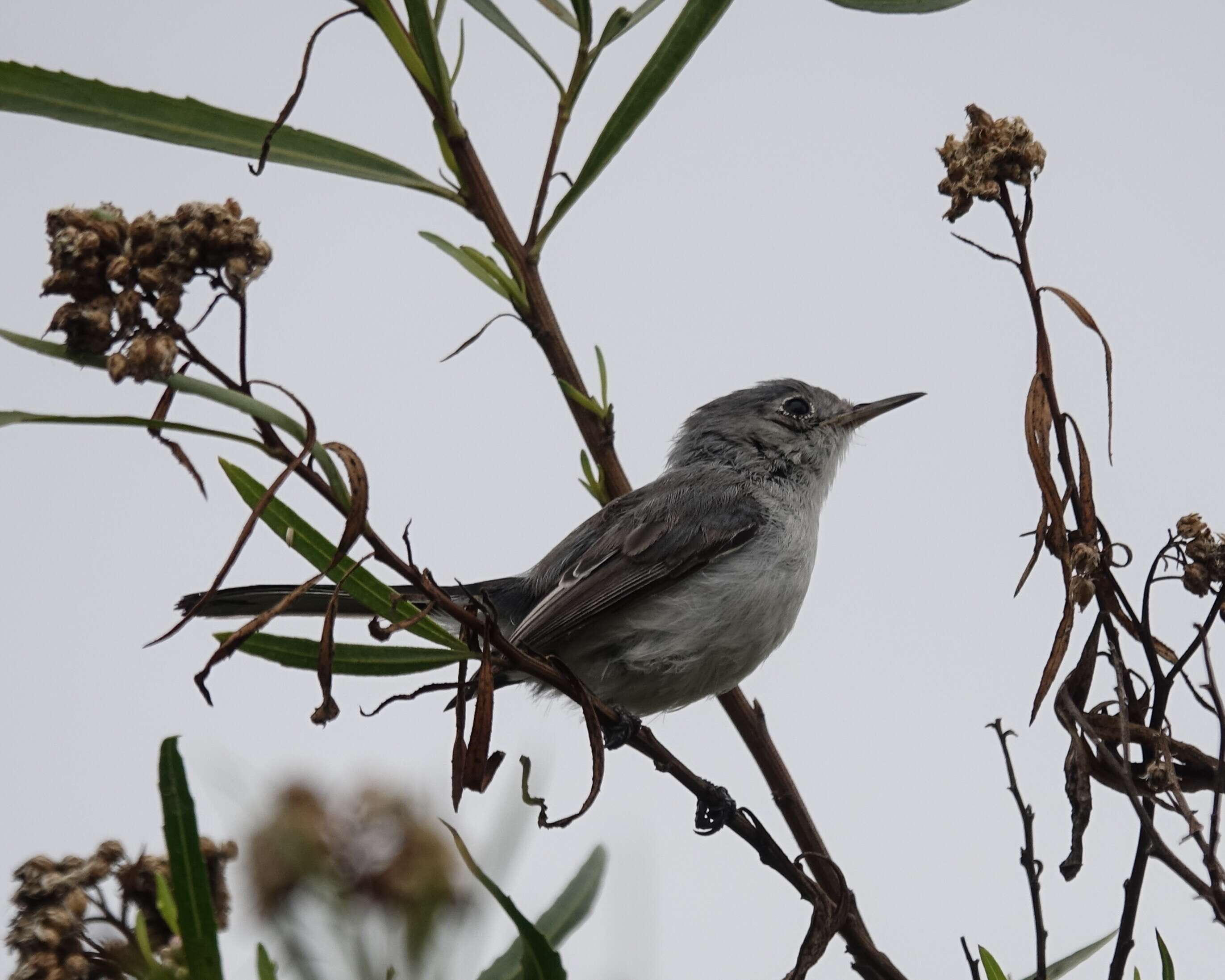 Image of gnatcatchers