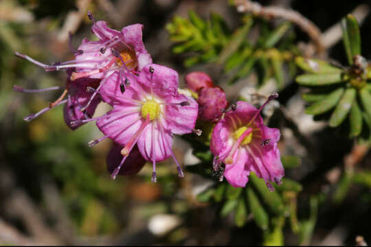 Image of purple mountainheath