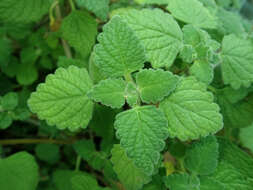 Image of Plectranthus madagascariensis (Pers.) Benth.