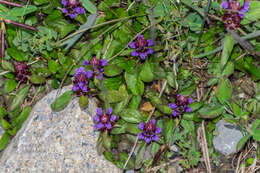 Image of common selfheal