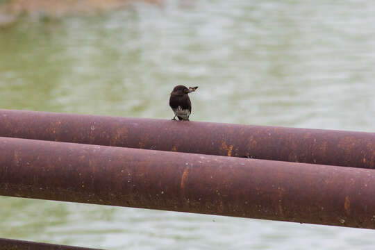 Image of Black Phoebe