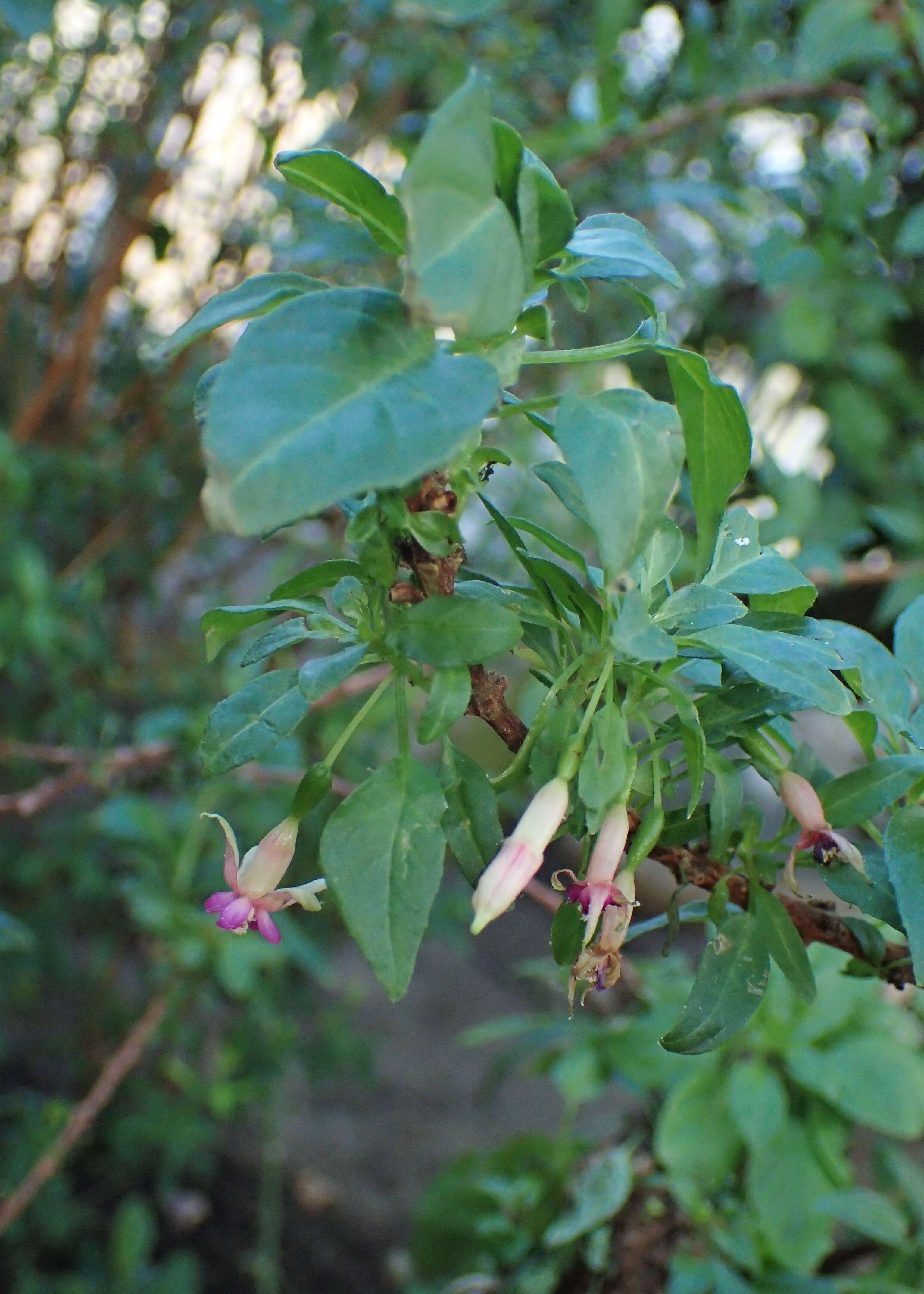 Image of Fuchsia lycioides Andr.