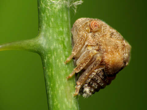 Image of Two-striped Planthopper