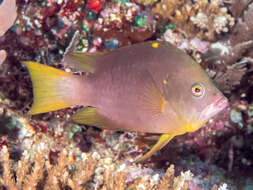 Image of Dwarf slingjaw wrasse