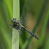 Image of Club-tailed Dragonfly