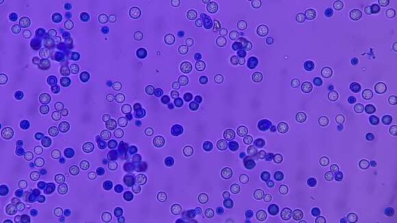 Image of Cryptococcus