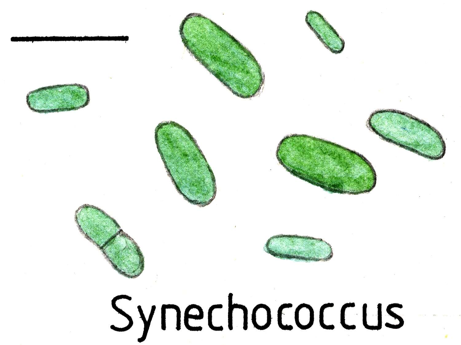 Image of Synechococcaceae