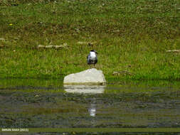 Image of Whiskered Tern