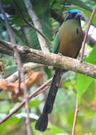 Image de Motmot caraïbe