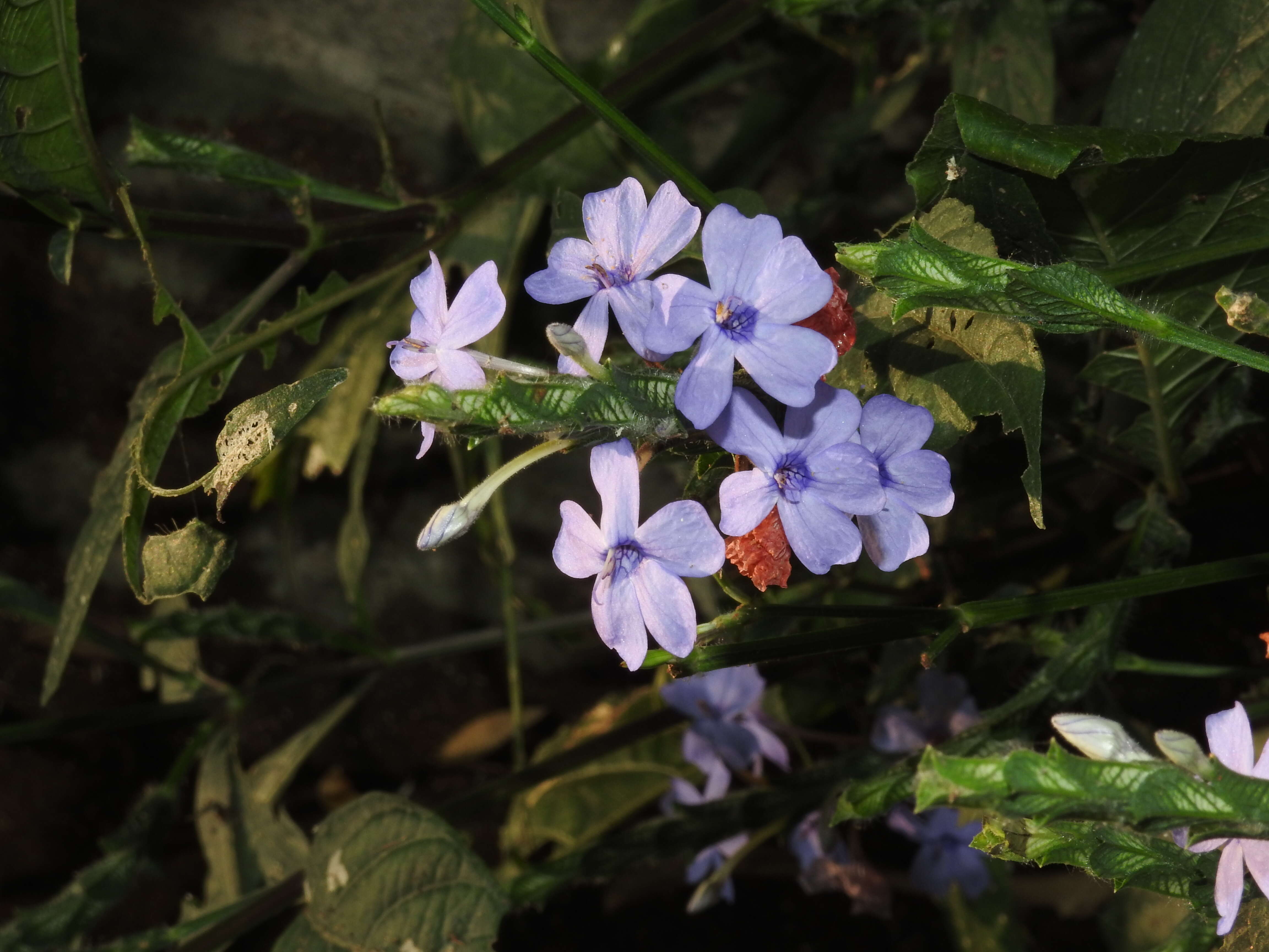 Eranthemum roseum (Vahl) R. Br. resmi