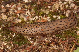 Image de Limax Linnaeus 1758