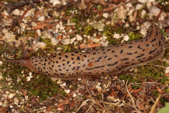 Image of Limax Linnaeus 1758