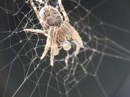 Image of Gray Cross Spider