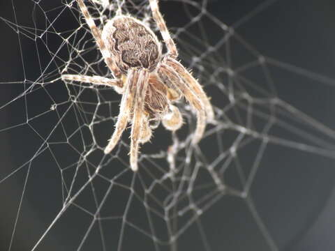 Image of Gray Cross Spider