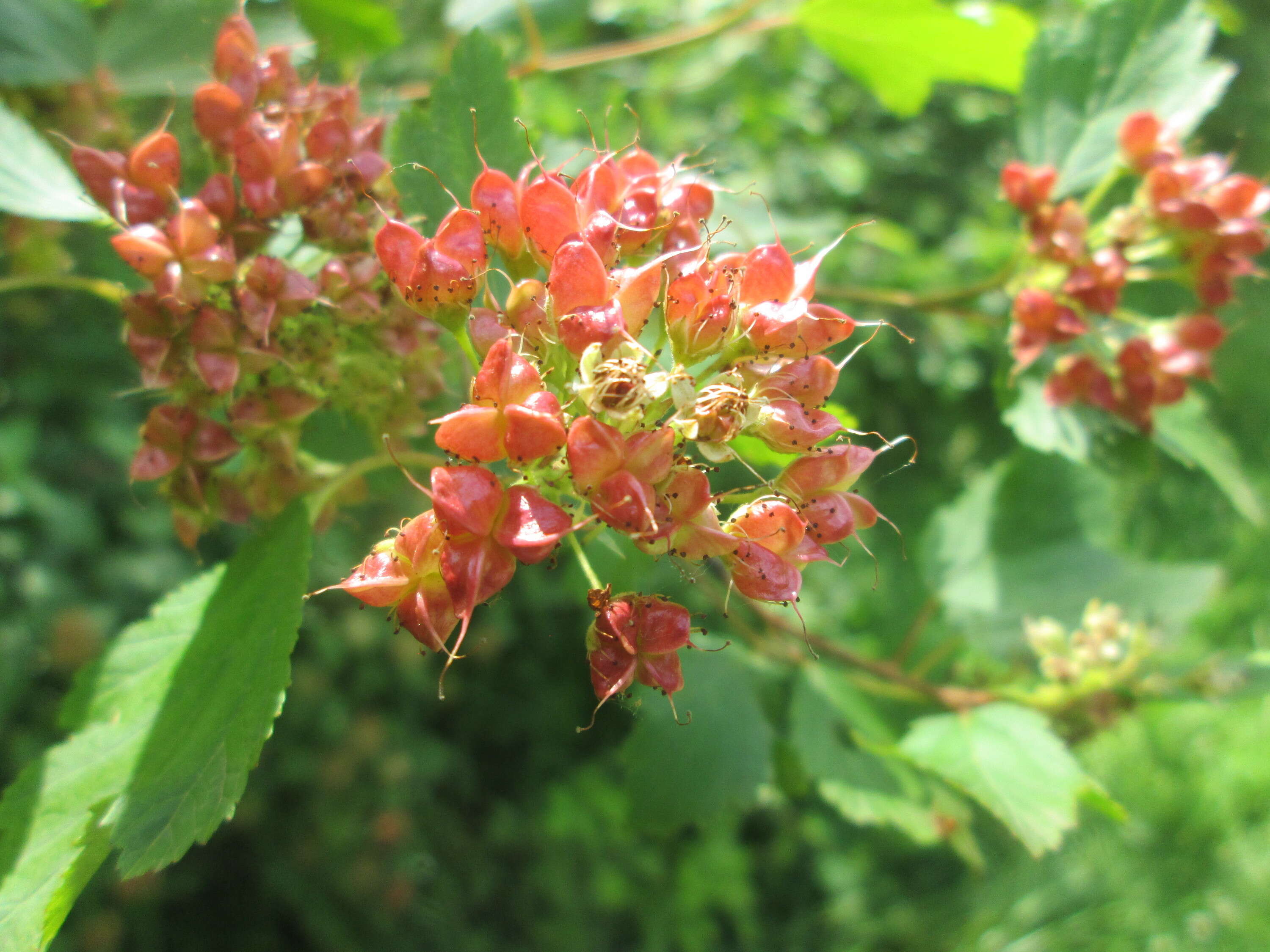 Plancia ëd Physocarpus opulifolius (L.) Maxim.