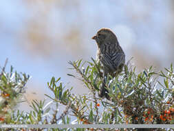 Plancia ëd Carpodacus rhodochlamys (Brandt & JF 1843)