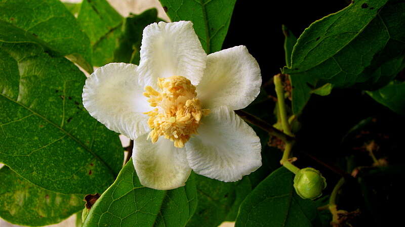 Image of Campomanesia ilhoensis J. R. Mattos