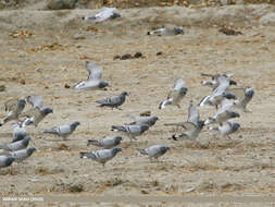 Image of Hill Pigeon