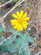 Image of Golden Crownbeard