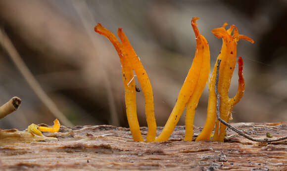 Image of Calocera