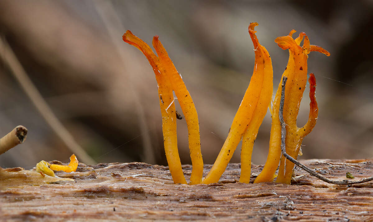 Image de Calocera