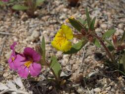 Image of red monkeyflower