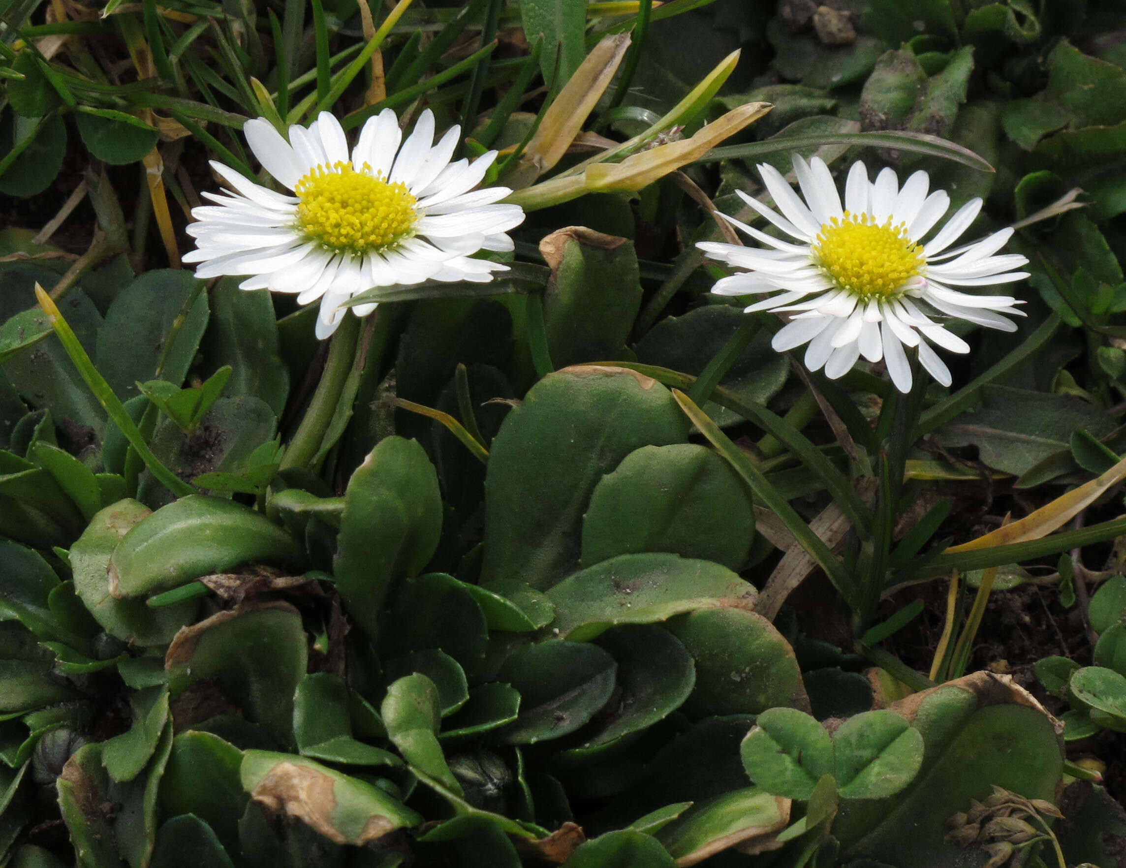 Image of Daisy