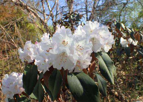 Image of Rhododendron wallichii Hook. fil.